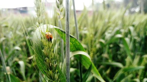 Close-up of ladybug on wheat