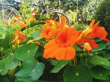 Close-up of orange day lily blooming outdoors