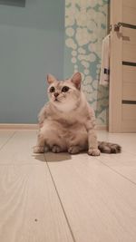 Portrait of cat sitting on floor at home