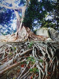 Low angle view of tree roots in forest