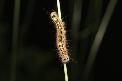 Close-up of dandelion on grass