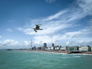 Bird flying over sea against buildings in city