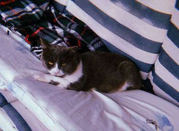 High angle view of cat resting on bed