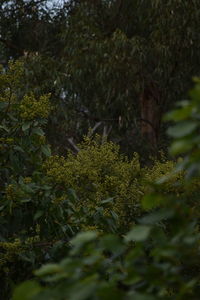 Plants growing in forest