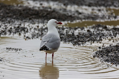 Seagull perching in a puddle