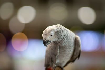 Close-up of eagle