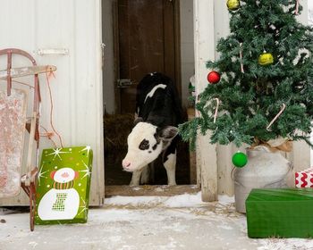 Calf by christmas tree at doorway