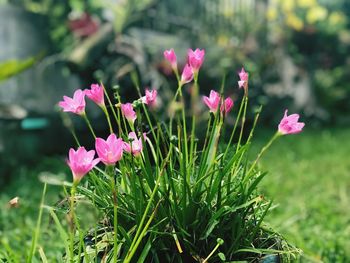 Close-up of pink flowering plant