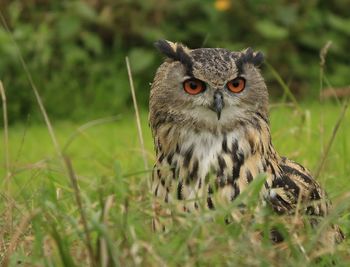 Close-up portrait of owl on grass