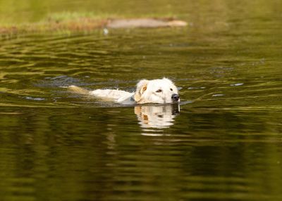 Close-up of dog running in lake