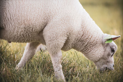 Sheep grazing in a field