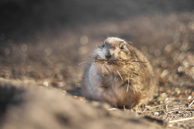 Close-up of squirrel