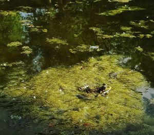 High angle view of ducks swimming in lake