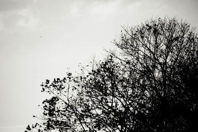 Low angle view of silhouette tree against sky