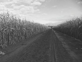 Road passing through landscape