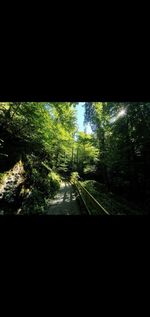 Trees growing in forest seen through window