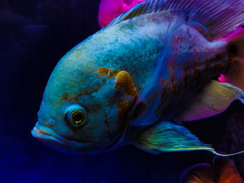 Close-up of fish swimming in sea