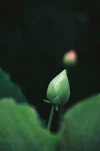 Close-up of green plant