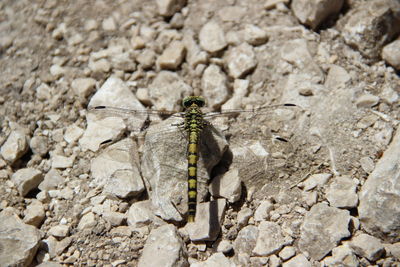 High angle view of insect on rock