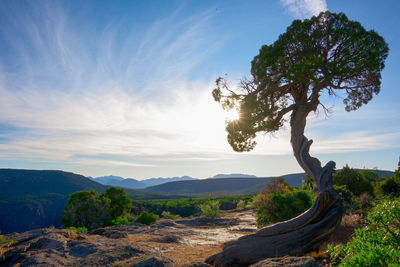 Trees on landscape against sky in black canyon of the gunnison national park