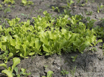 Close-up of fresh green field