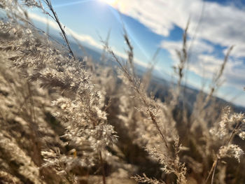 Close-up of snow on field against sky