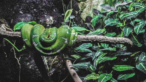 Close-up of snake on tree in forest