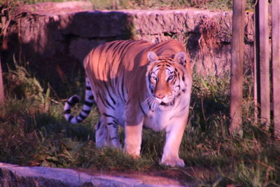 Tiger standing at zoo