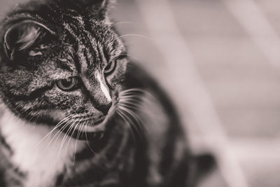 Close-up portrait of cat