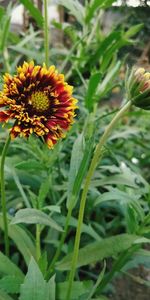 Close-up of flower blooming outdoors