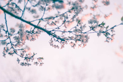 Low angle view of cherry blossoms