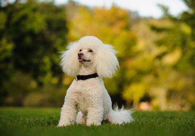 Close-up of dog on grass