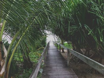 Boardwalk amidst trees