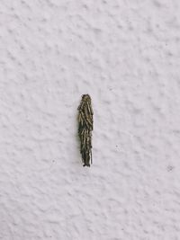 High angle view of lizard on snow covered field