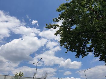 Low angle view of trees against sky