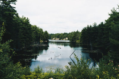 Scenic view of lake in forest against sky