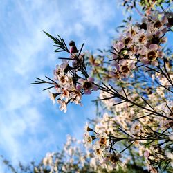 Low angle view of cherry blossoms against sky