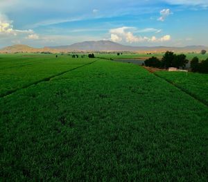 Scenic view of agricultural field against sky