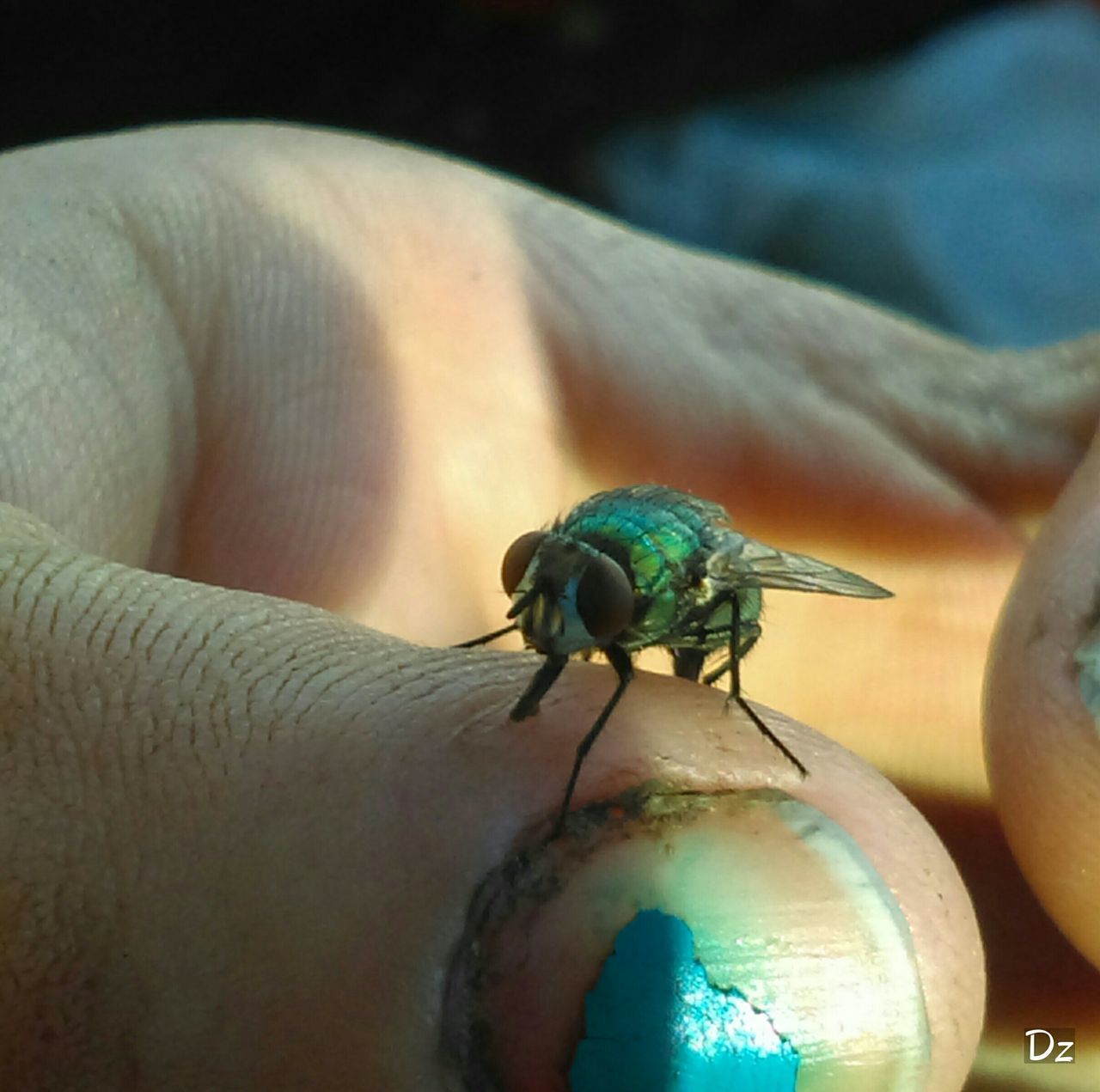 CLOSE-UP OF INSECT ON WOOD