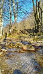 Scenic view of stream flowing through forest