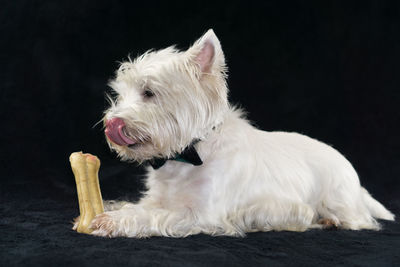 Close-up of white dog against black background