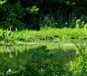 Scenic view of lake