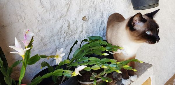 Cat looking at potted plant