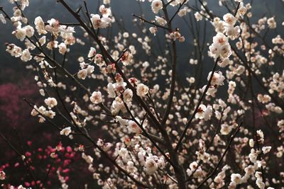 Close-up of apple blossoms in spring