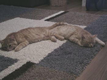 Cat sleeping on floor