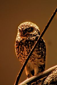 Close-up of bird perching outdoors