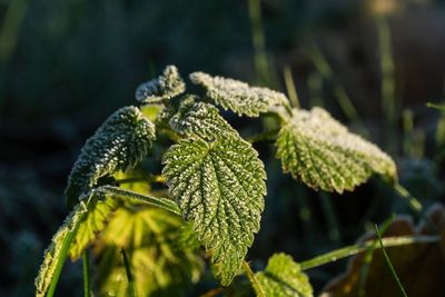 Close-up of fresh green plant