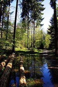 Trees in forest against sky