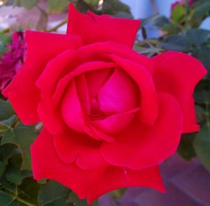 Close-up of pink flower blooming outdoors