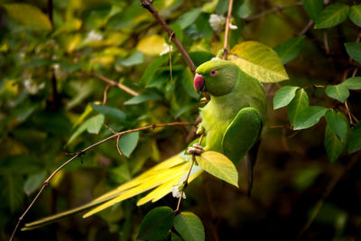 Close-up of grasshopper on tree